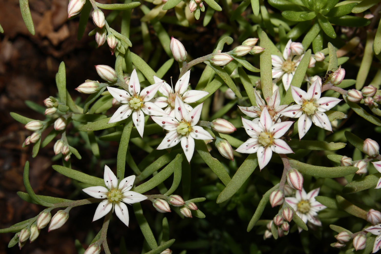Sedum hispanicum / Borracina glauca